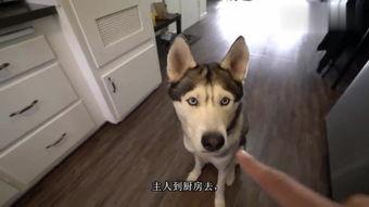 狗狗在线观看,在线观看世界奇观 第2张 狗狗在线观看,在线观看世界奇观 第2张